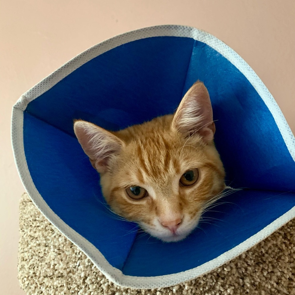 Meet your Posher, Anxhela